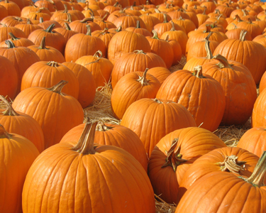 Kids Lee County and Charlotte County: Pumpkin Patches - Fun 4 SWFL Kids