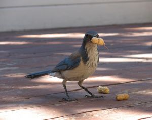 bird-664943_150.jpg