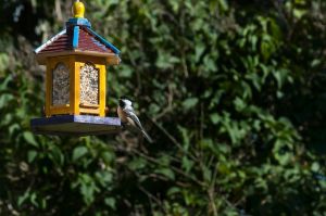 bird-feeder-1823260_150.jpg