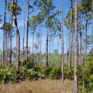 Picayune Strand Horseshoe Primitive Campground