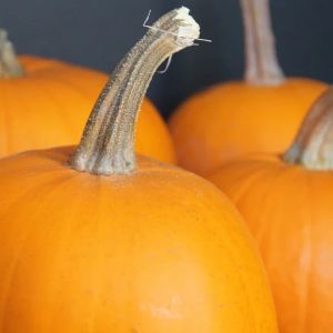 10/17 Church of Latter-day Saints Halloween Fall Festival